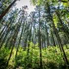2026年百年のスギ伐採について